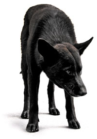 dog2