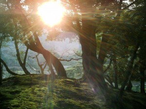 magic_forest_13